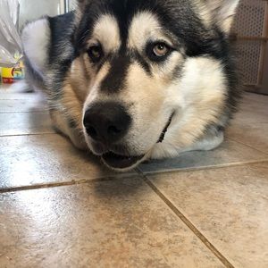 Meet your Posher, Monika